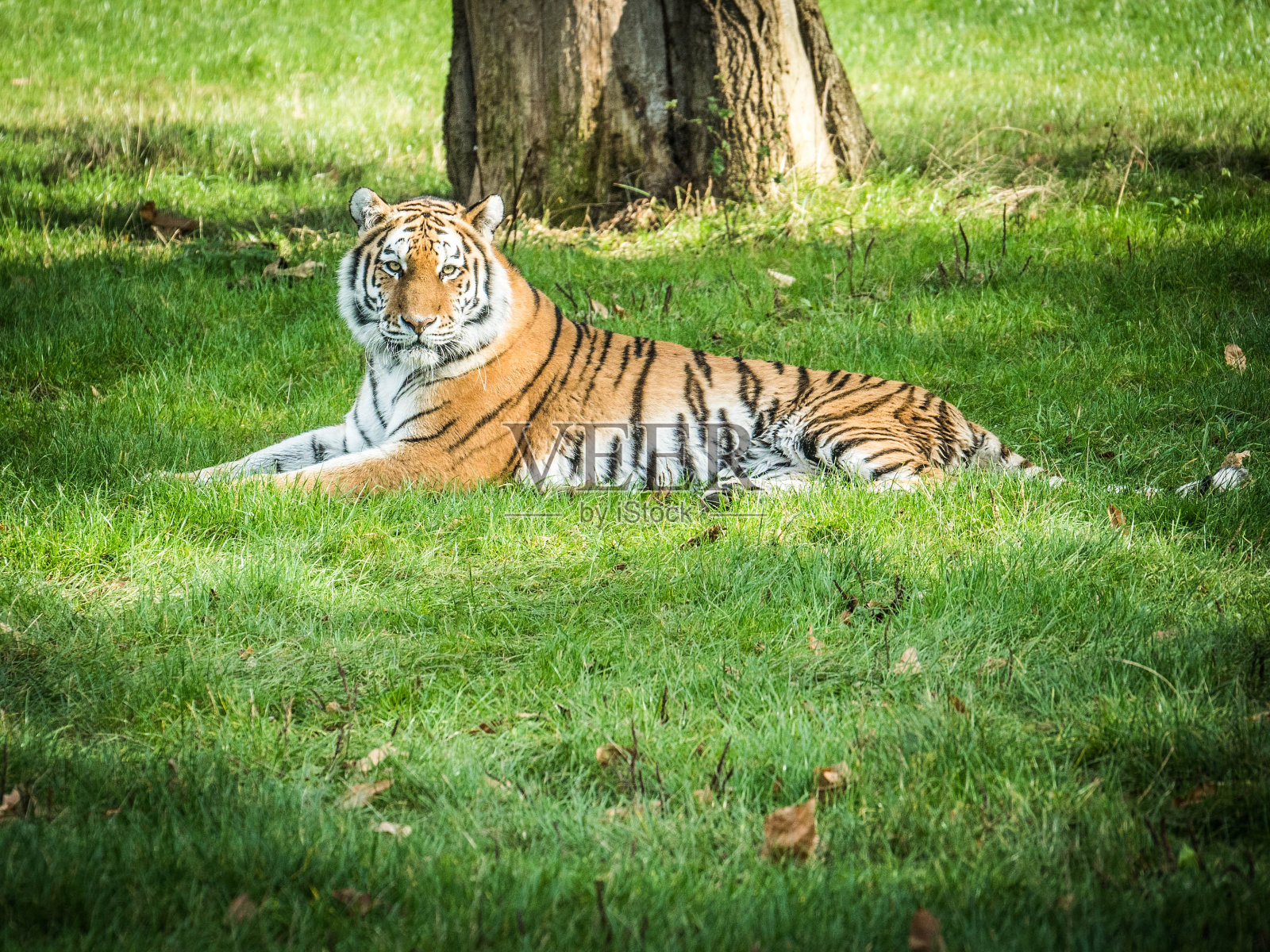 沃本野生动物园照片摄影图片