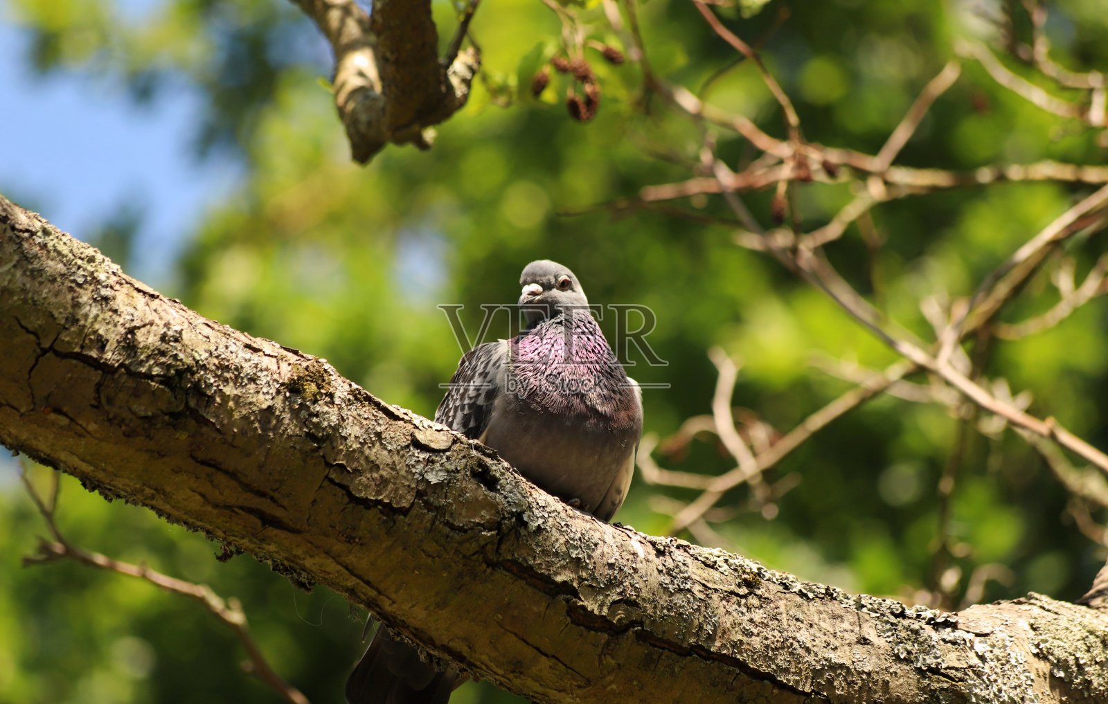 树上的鸽子照片摄影图片