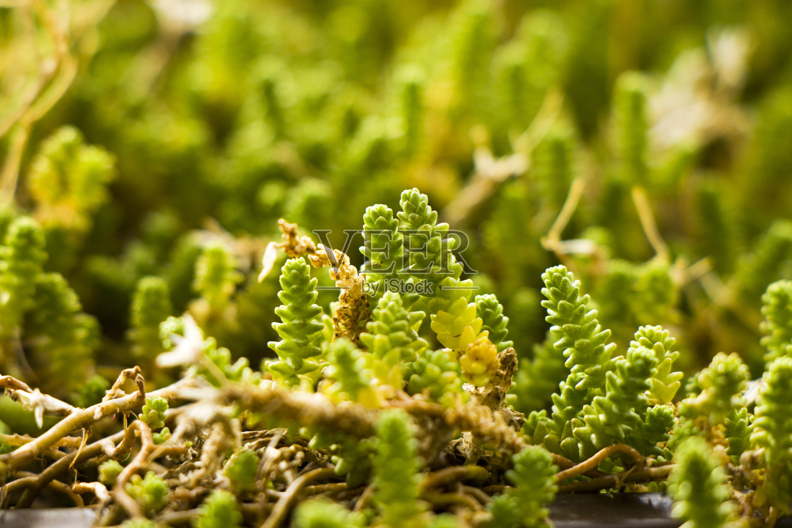 多肉的岩石上，绿色，美丽的植物宏观和特写。照片摄影图片