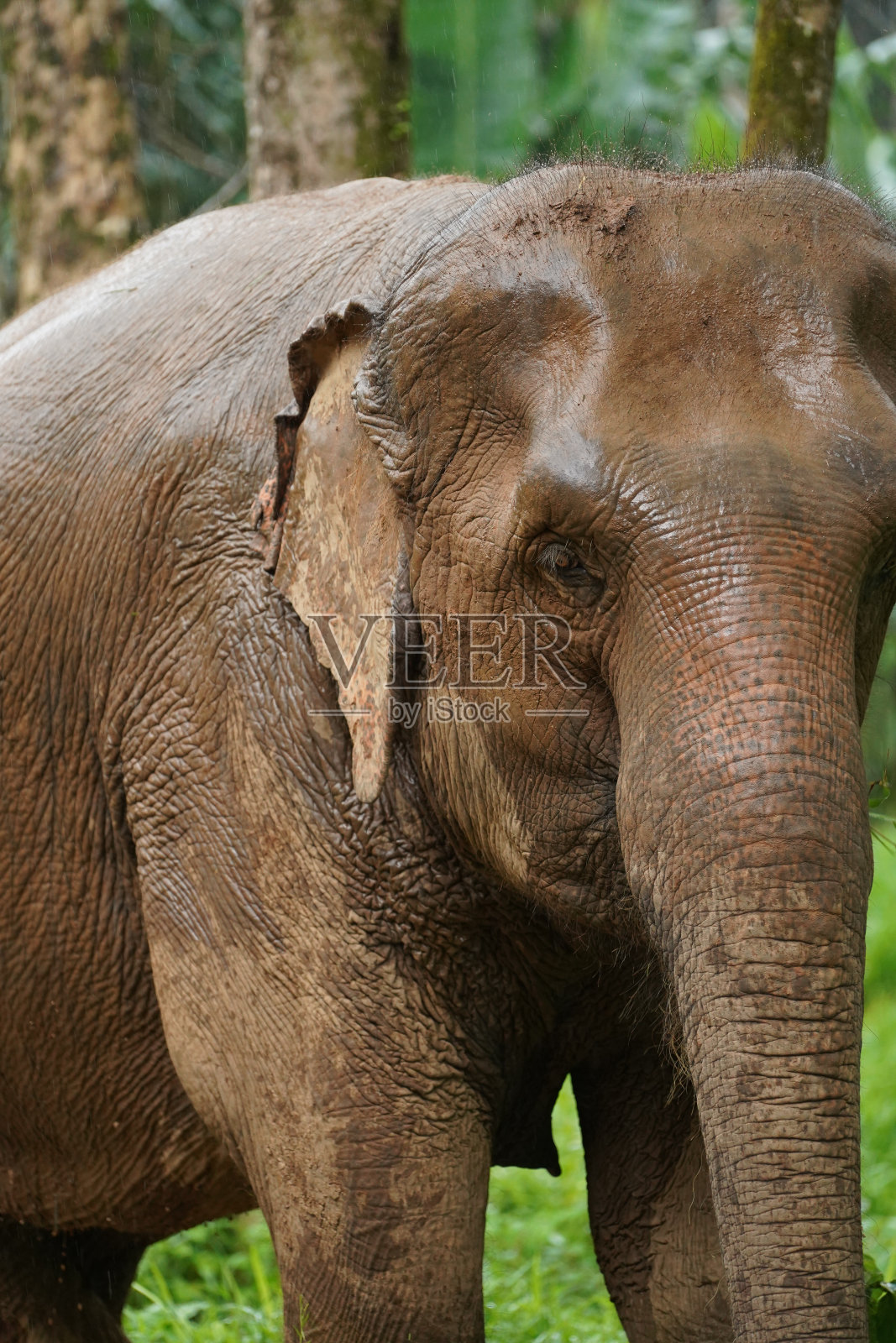 大象的眼睛和脸部细节照片摄影图片