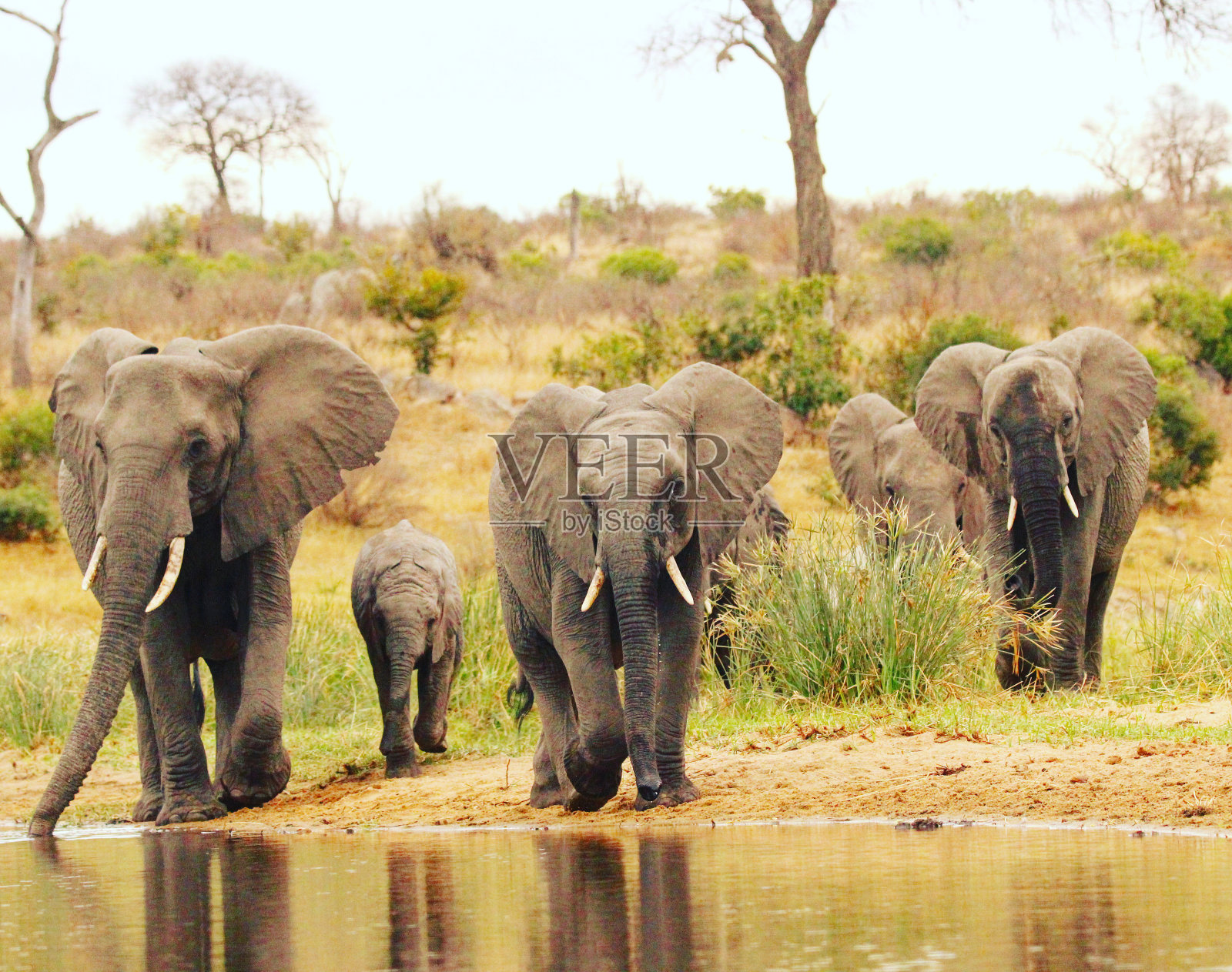 大象的家族照片摄影图片