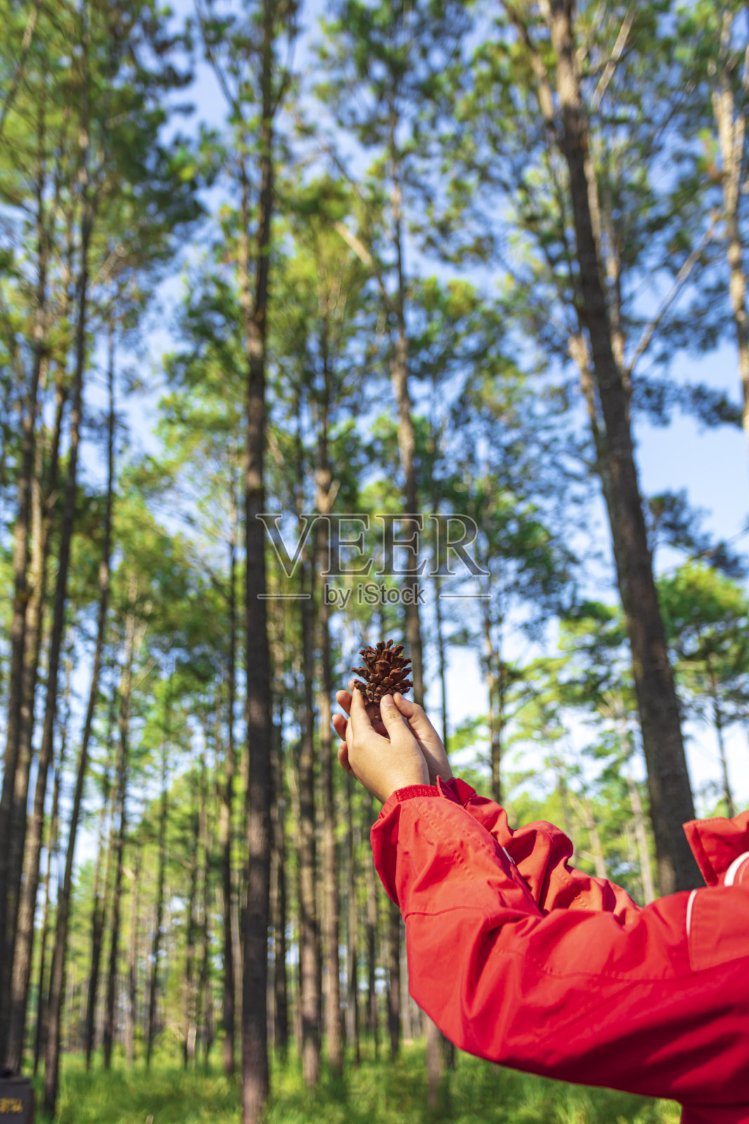美丽的女性手握松果。特写镜头。照片摄影图片