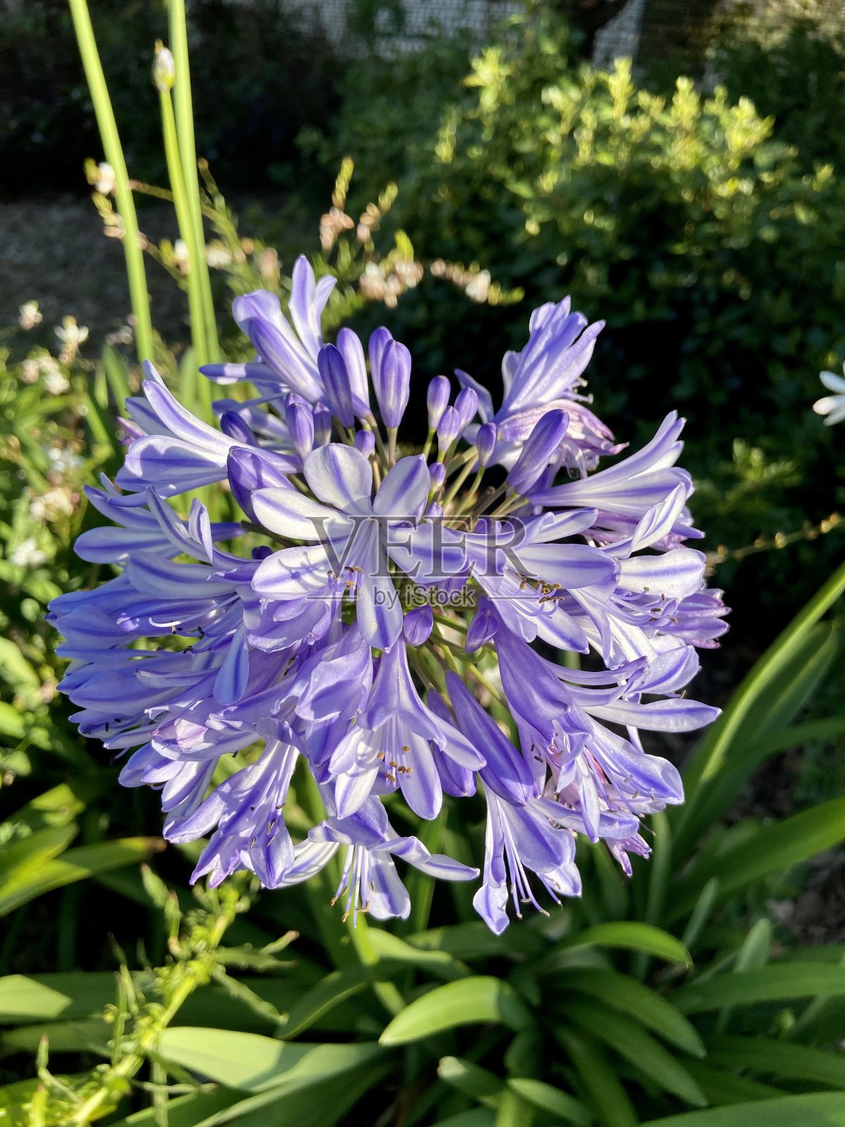 紫色的花照片摄影图片