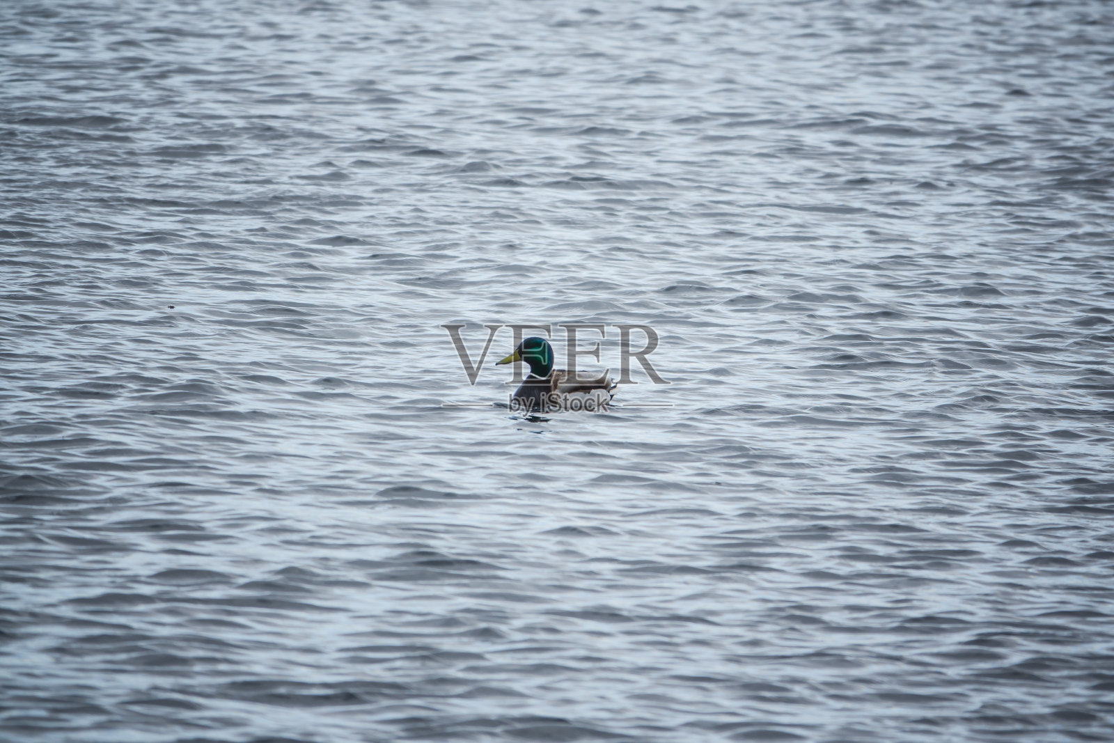 鸭子在湖里游泳照片摄影图片