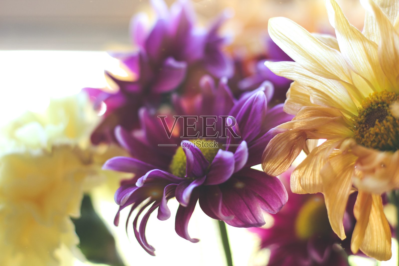 花朵在阳光下照片摄影图片