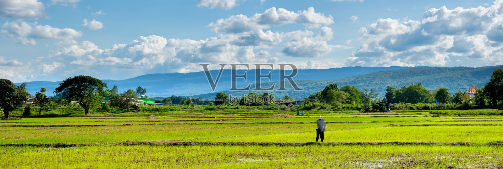 乡间的稻田和天空照片摄影图片