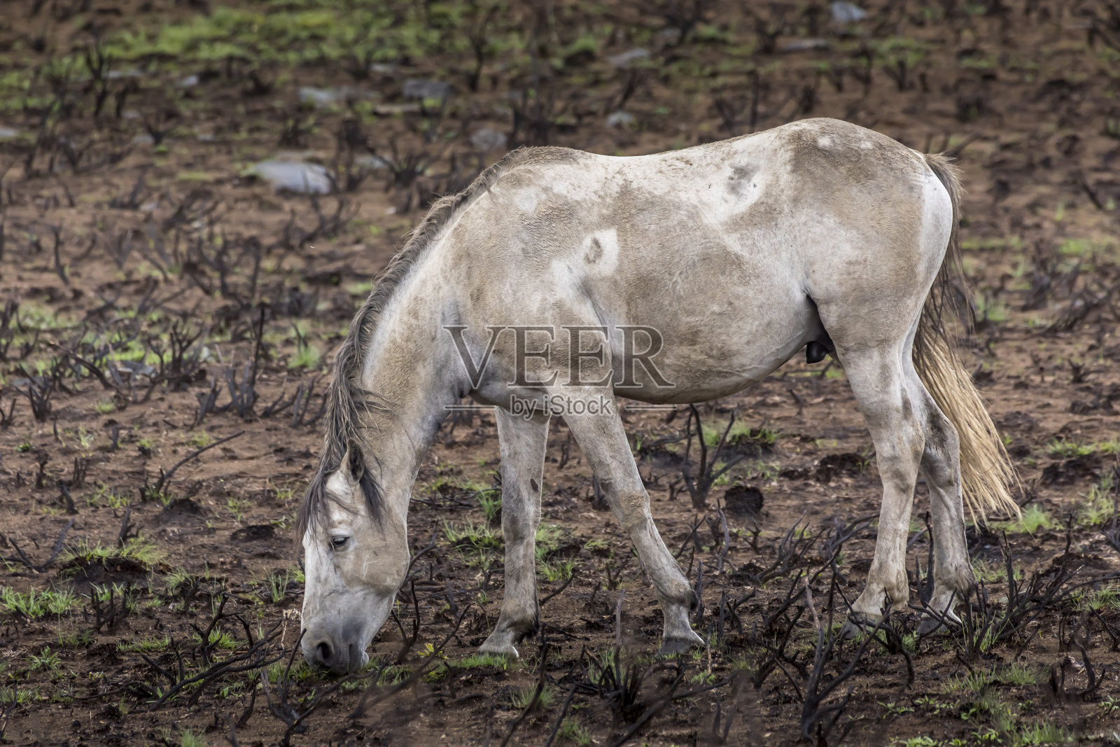 在一个多云的夏天，澳大利亚新南威尔士州的科休斯科国家公园里有一匹野马，被称为“布伦比”。照片摄影图片