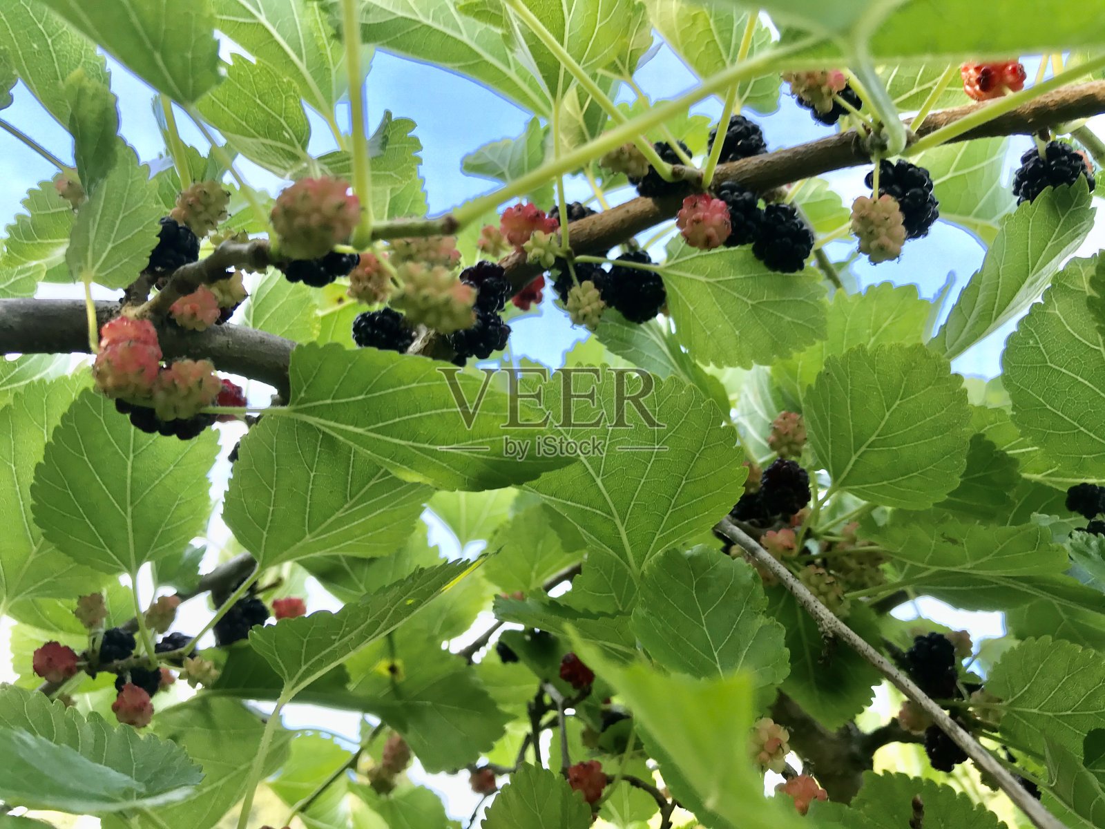 有机枝上的红色浆果果实照片摄影图片