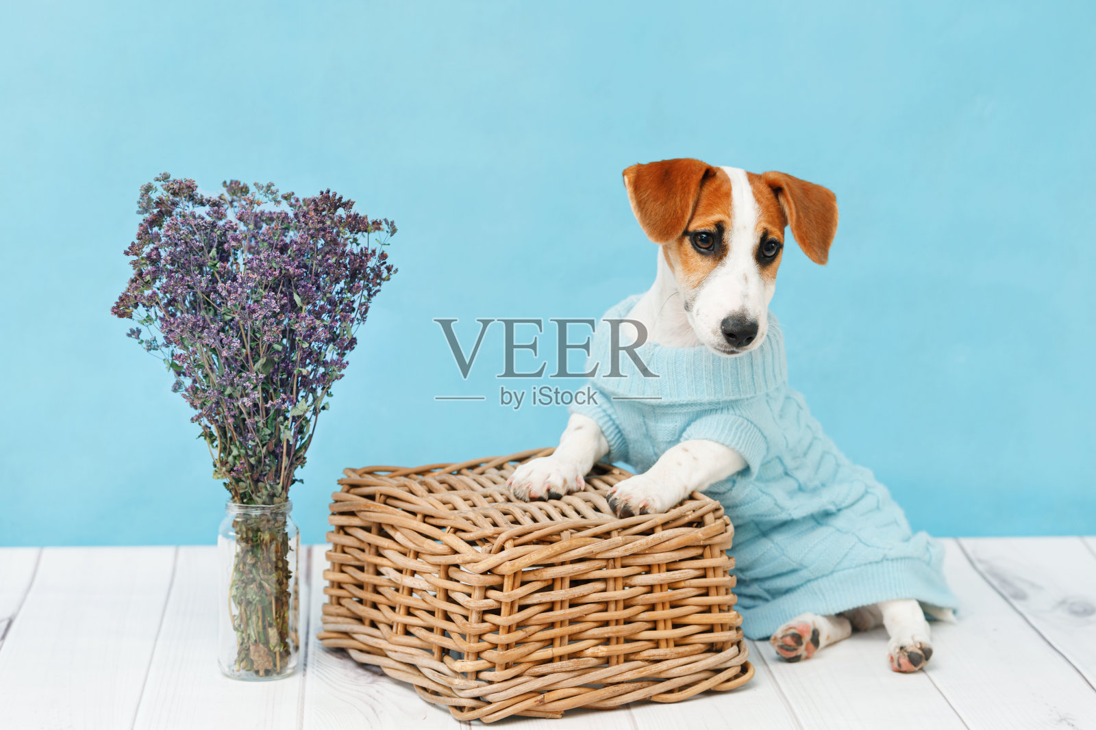 杰克罗素小狗坐在木地板墙上的蓝色肖像上。照片摄影图片