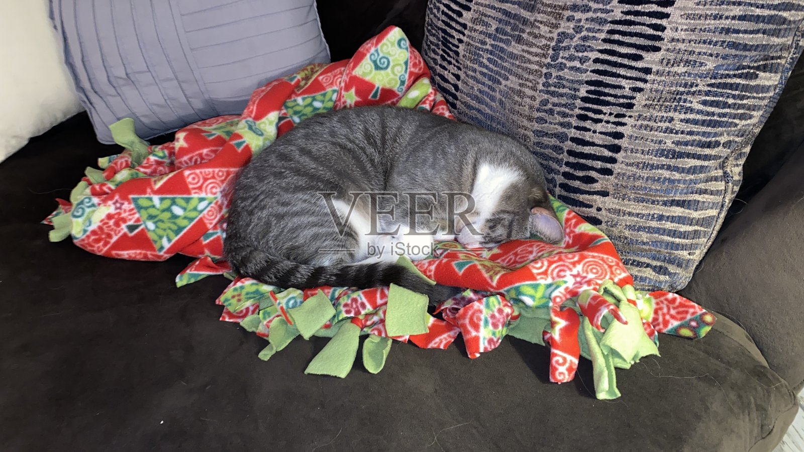 小猫在圣诞毯子上打盹照片摄影图片