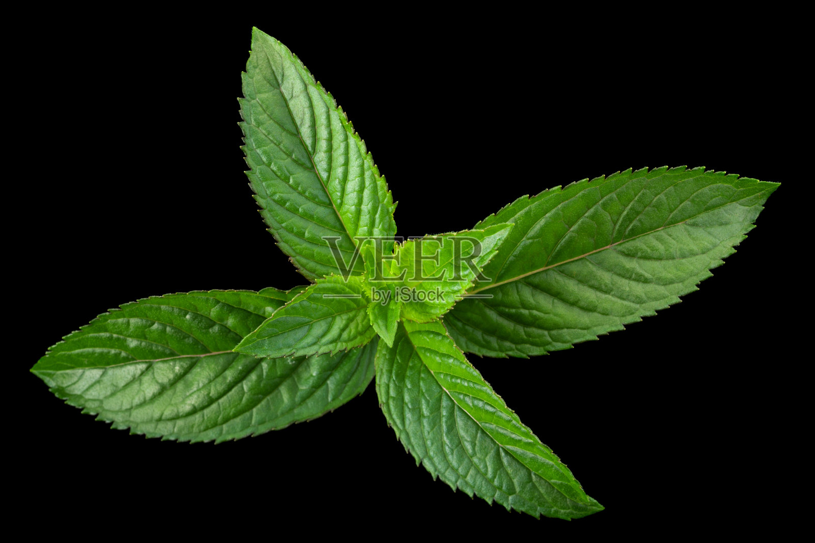 黑色的薄荷叶照片摄影图片