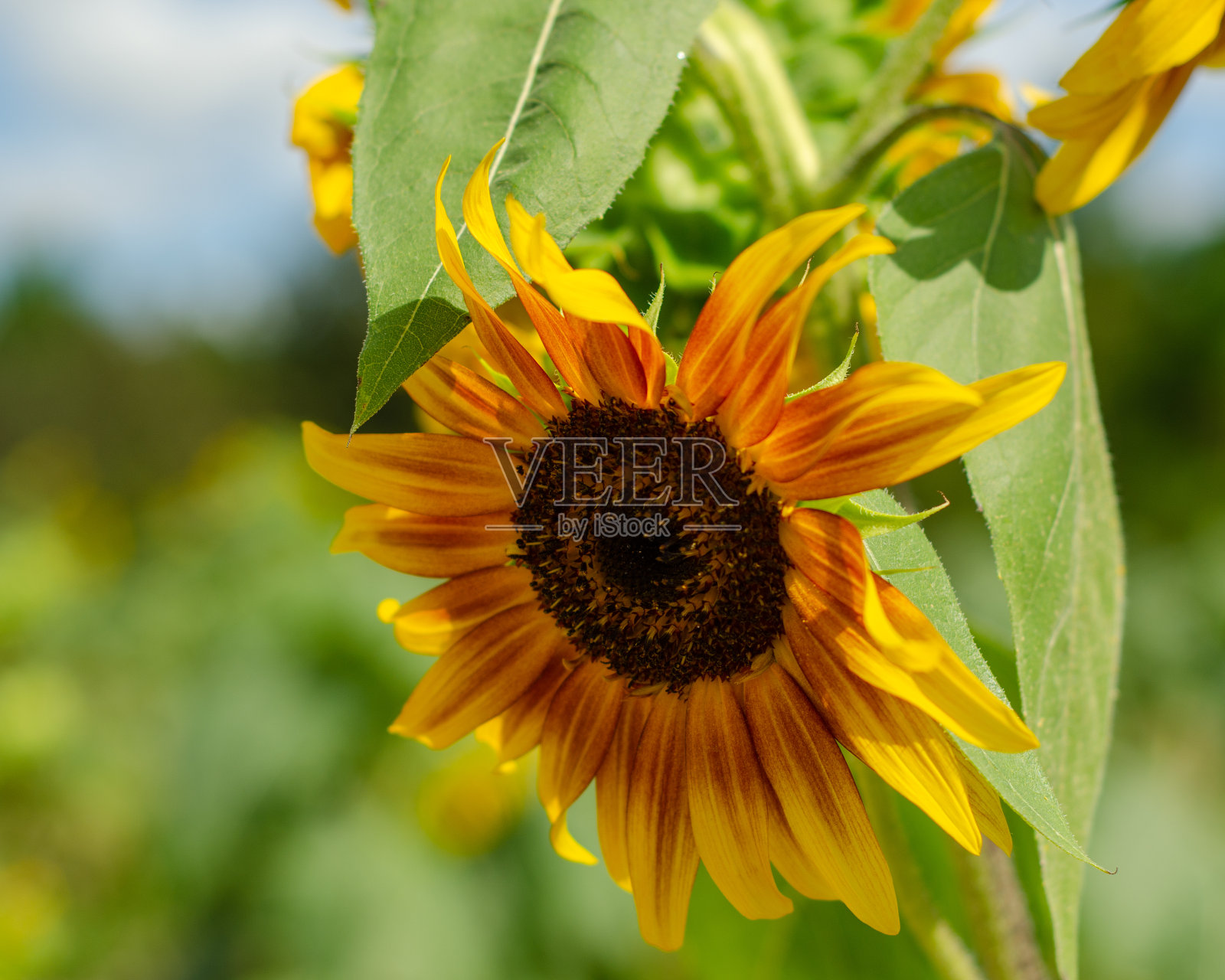 阳光明媚的向日葵照片摄影图片