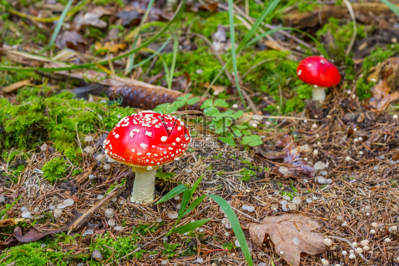 两个红木耳照片摄影图片