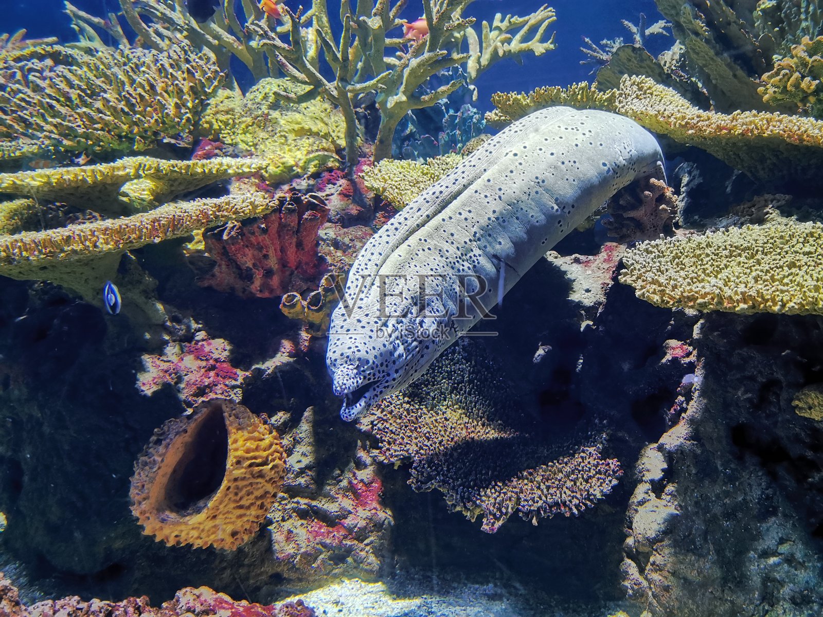 海底世界照片摄影图片