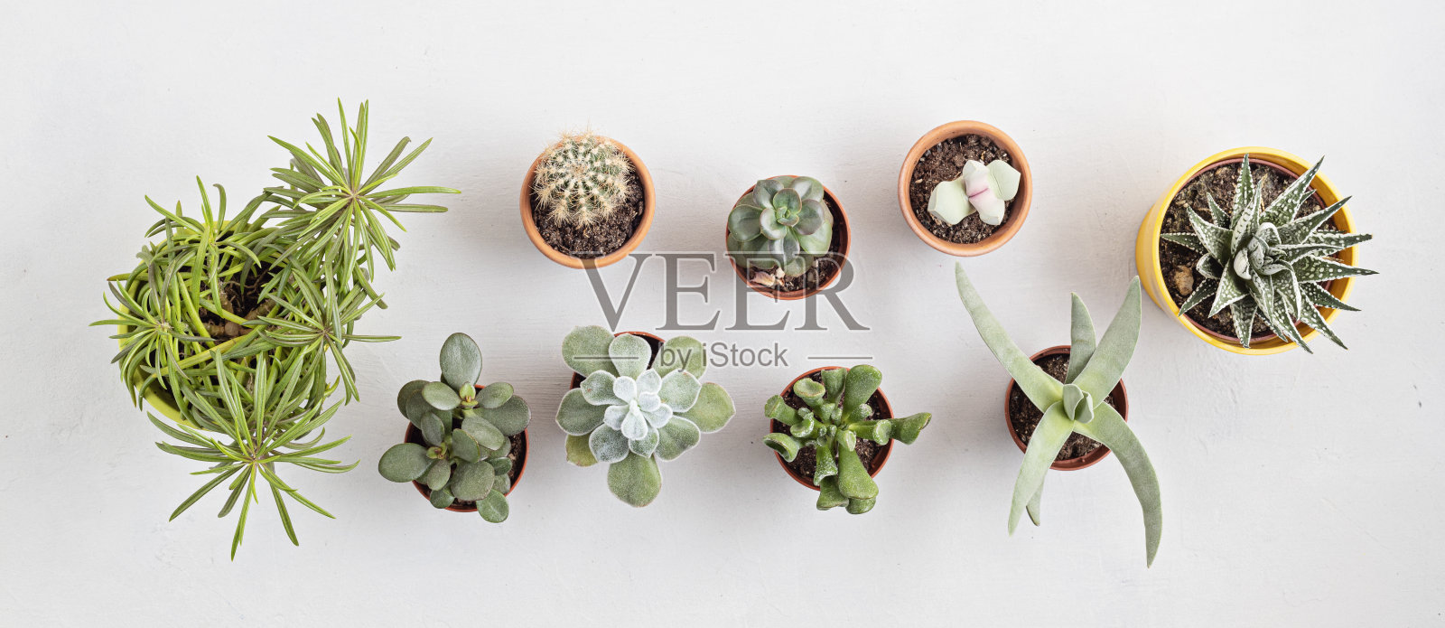 家庭盆栽俯视图。家居园艺，室内装饰理念照片摄影图片