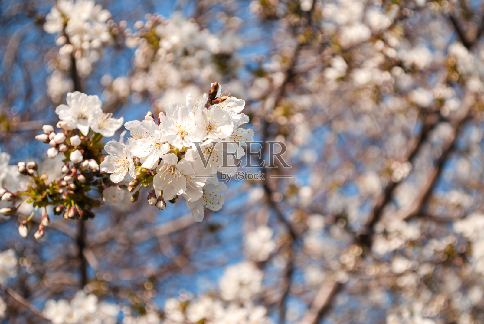 盛开的花园树在白色的特写。照片摄影图片