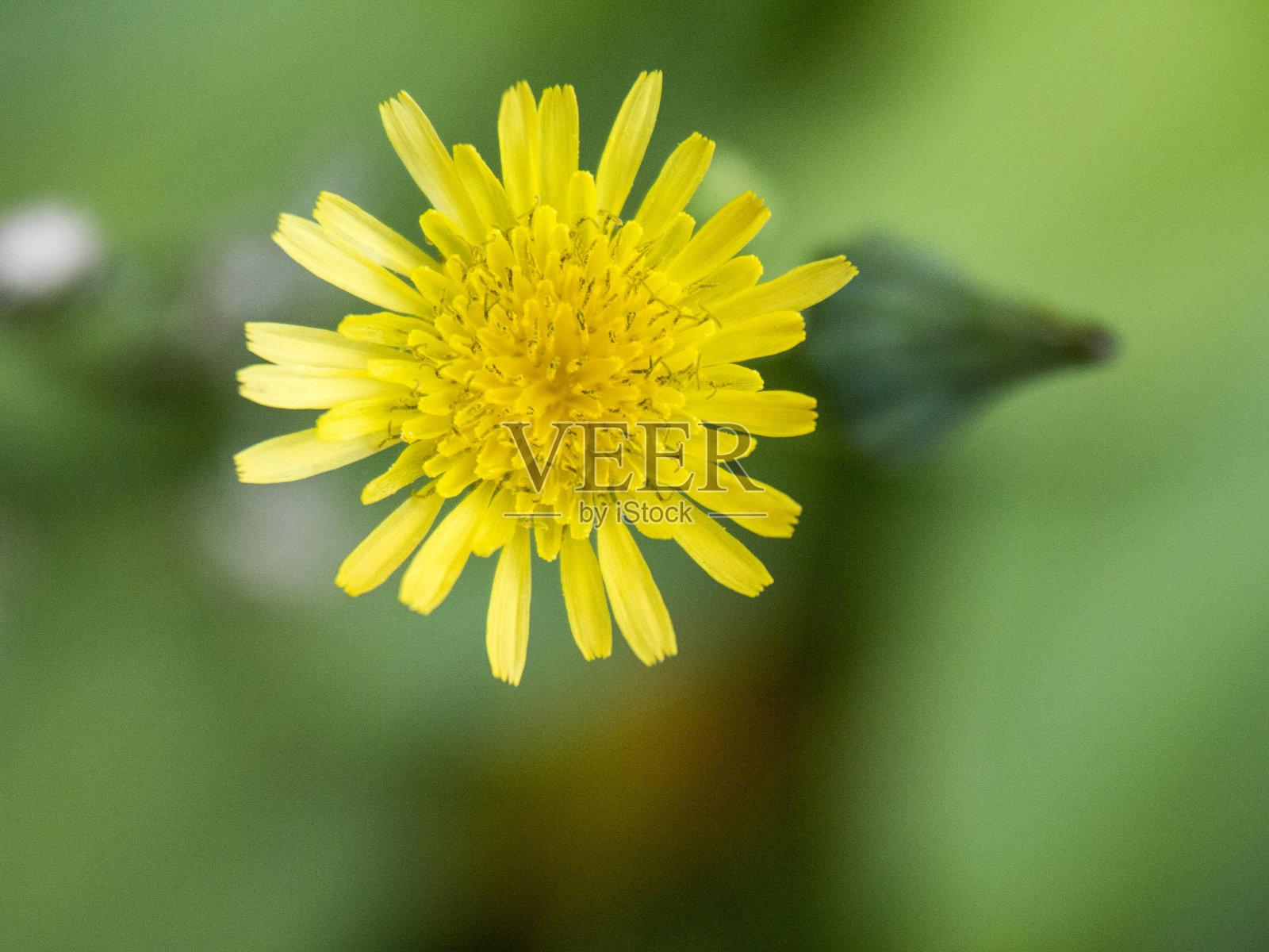 蒲公英花头在未聚焦的背景俯视图照片摄影图片