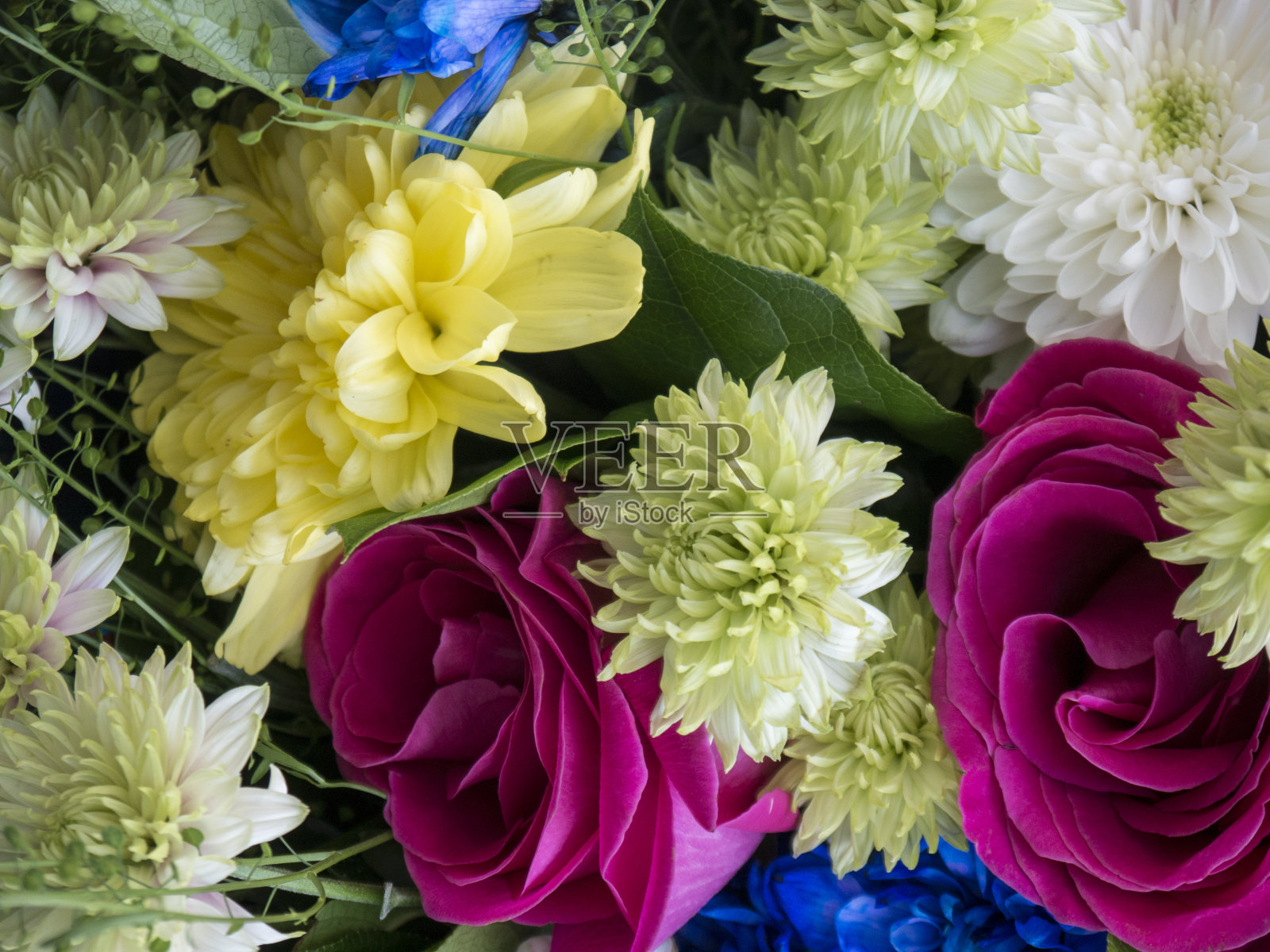 拼贴不同的花和叶子照片摄影图片