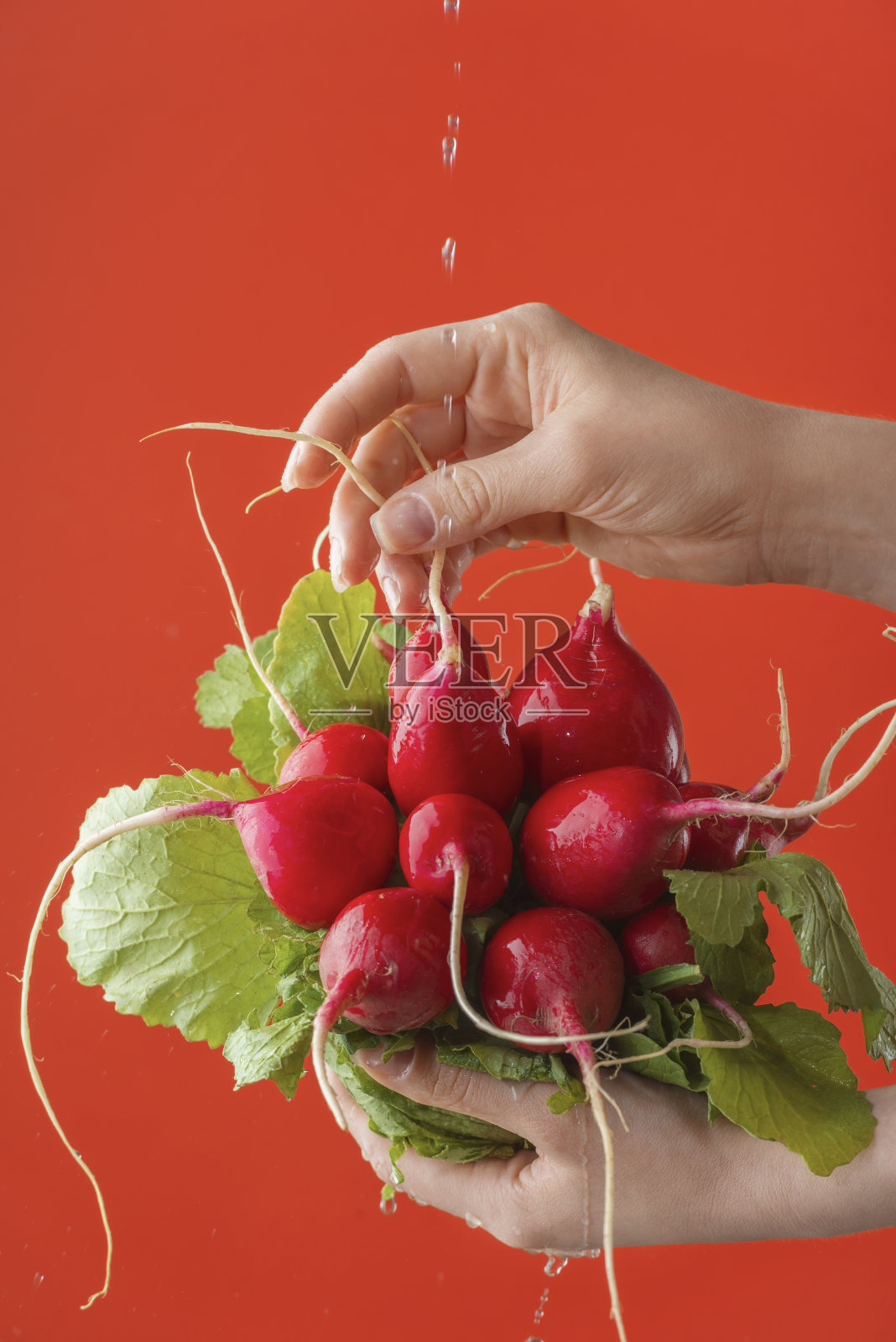女性双手在饱和的红色背景上洗萝卜。照片摄影图片