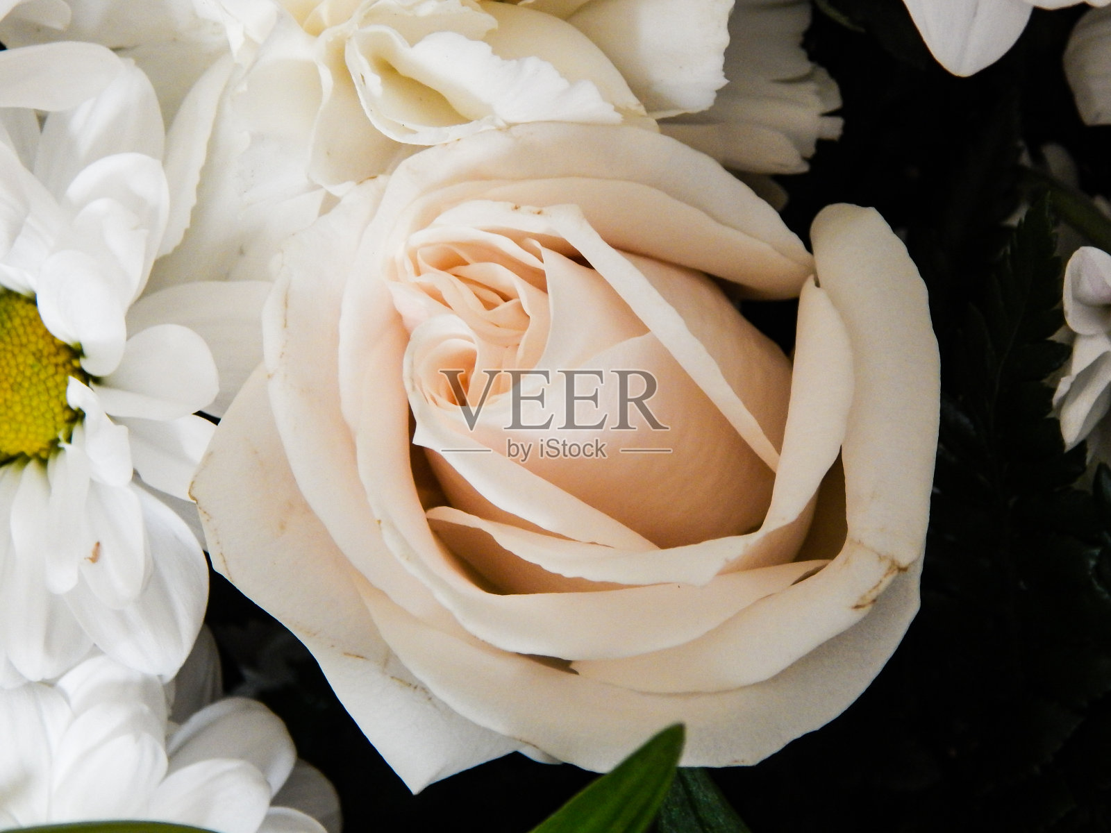 近距离观看玫瑰照片摄影图片