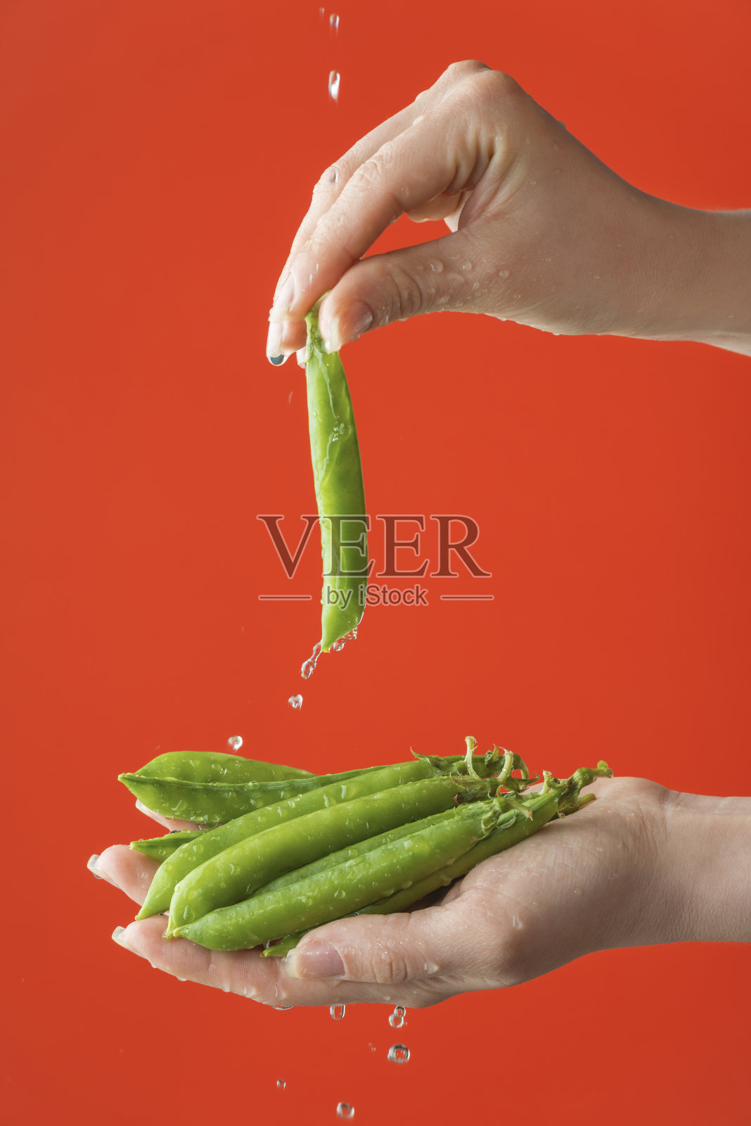 女性手洗绿豆豆在红色饱和的背景。照片摄影图片