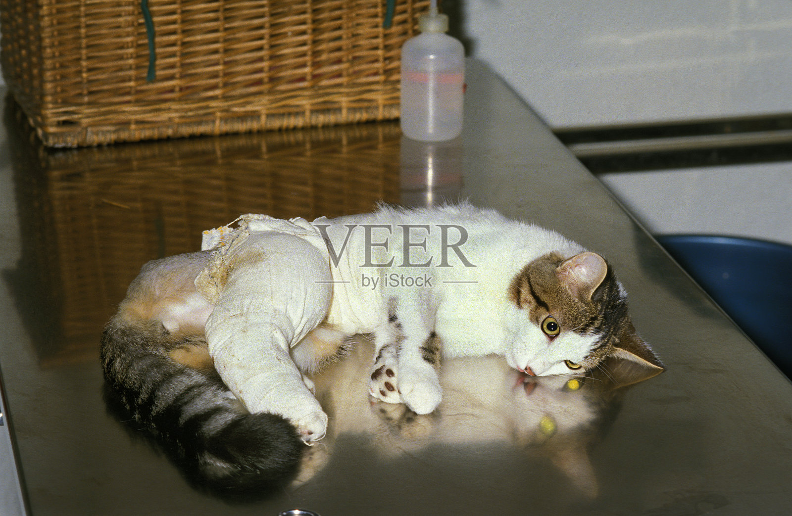 爪子缠绷带的家猫照片摄影图片