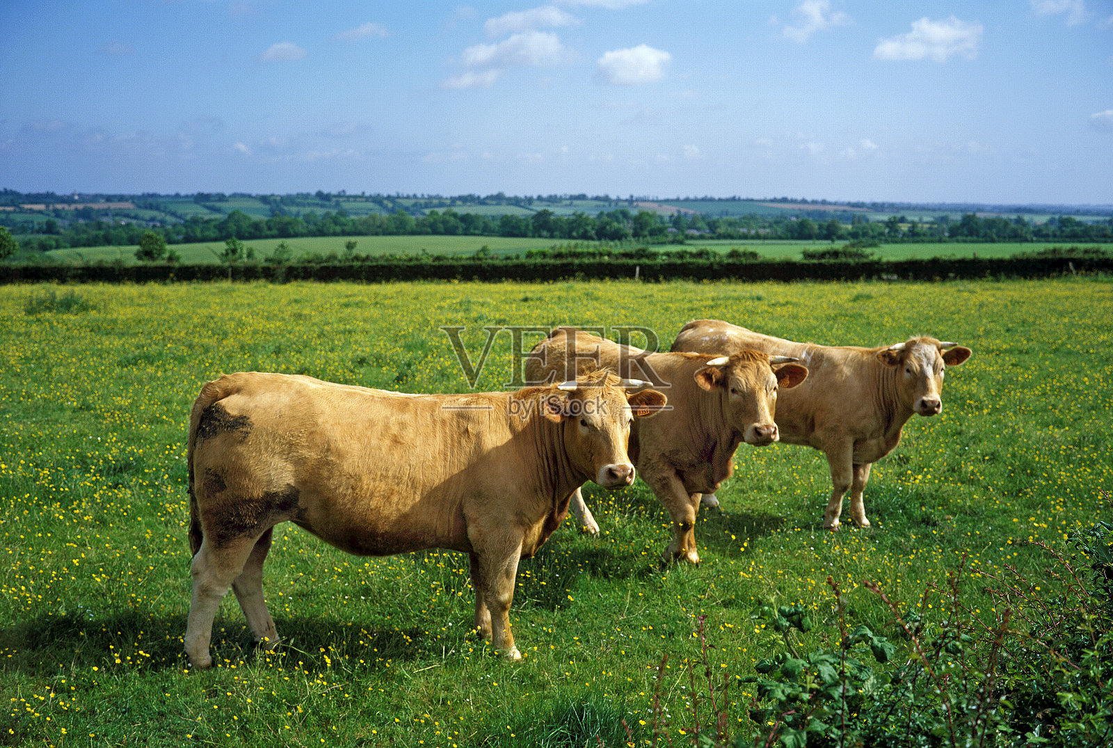 站在草地上的牛照片摄影图片