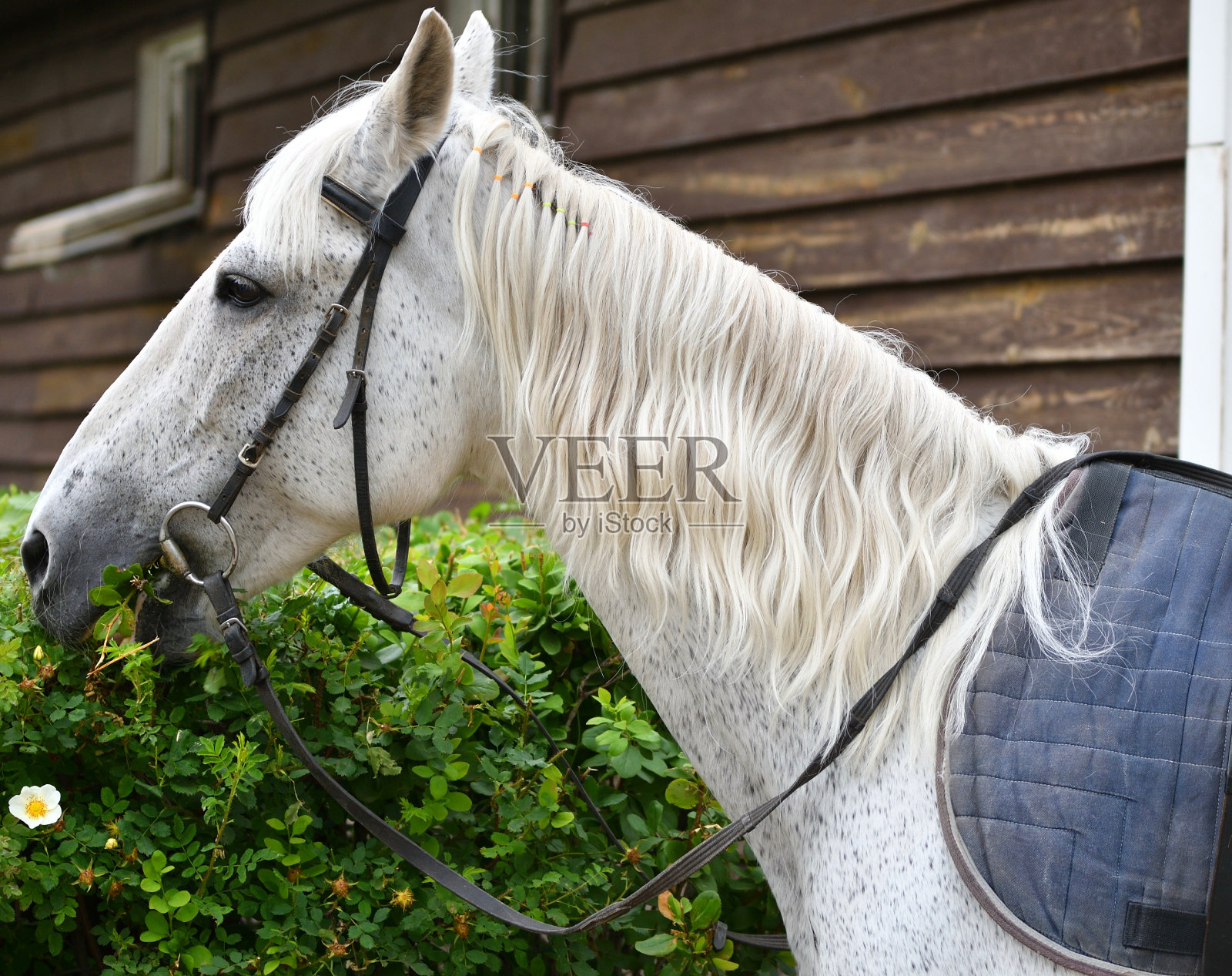 农场里的马照片摄影图片