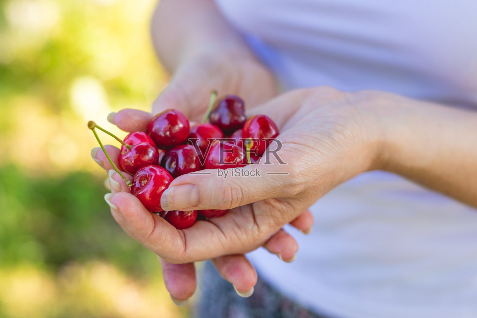 女人手里拿着新鲜樱桃。来自家庭菜园的农产品。夏天的季节。照片摄影图片