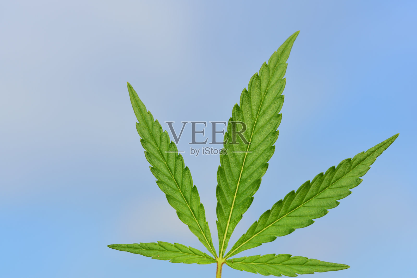 在蓝天的映衬下，一片新鲜的绿叶照片摄影图片