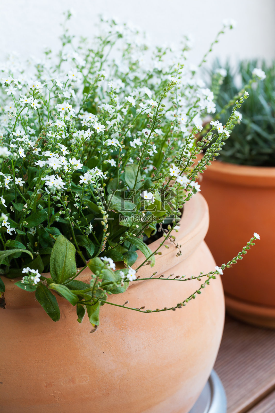 勿忘我，迷迭香，陶罐里的薰衣草。照片摄影图片
