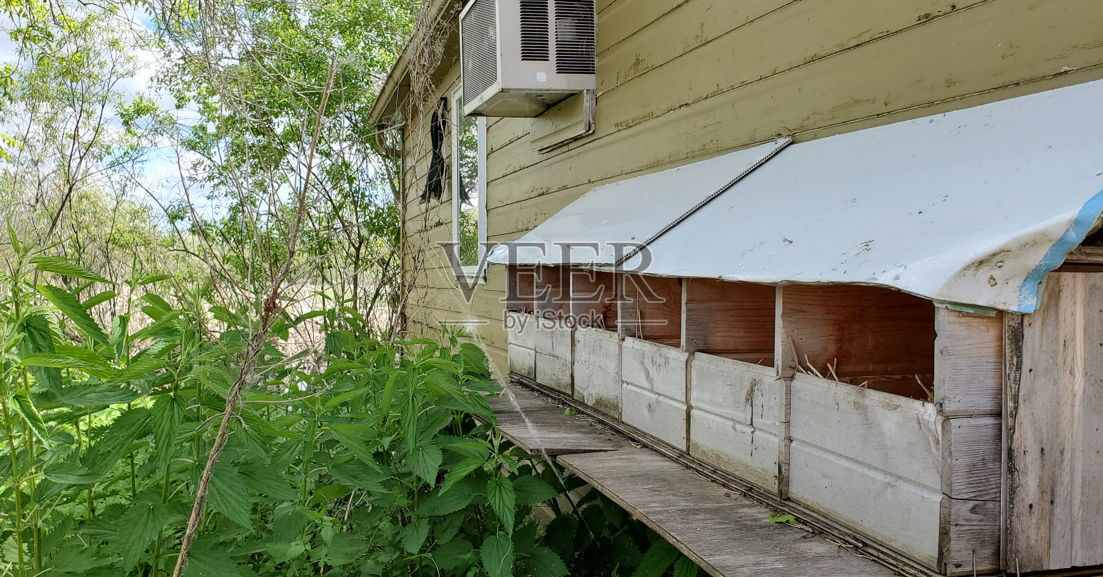 鸡舍照片摄影图片