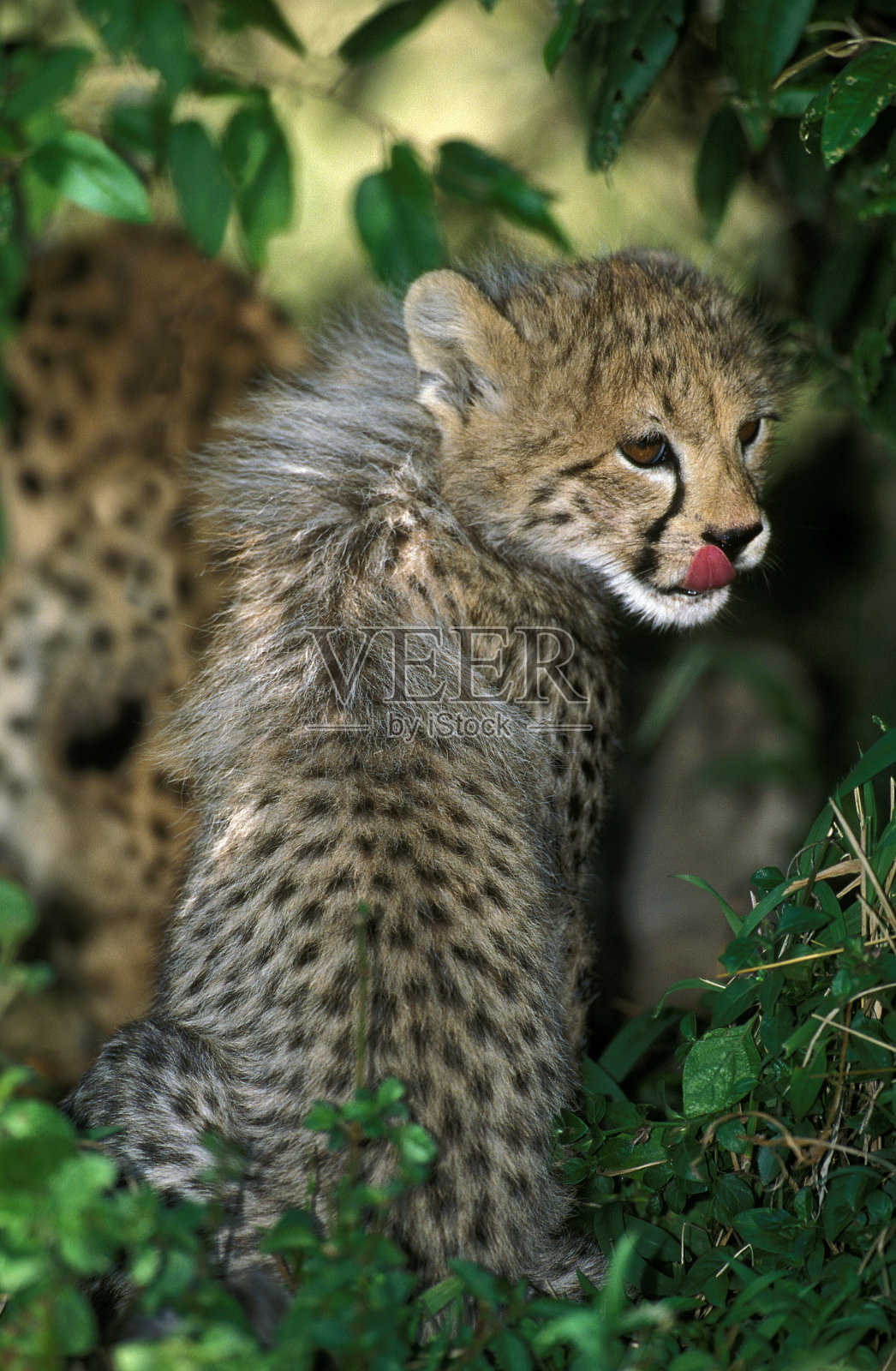 印度豹，幼崽舔着鼻子照片摄影图片