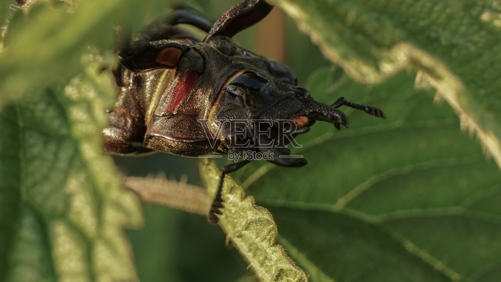 雄鹿甲虫栖息在树叶上，选择性聚焦成像照片摄影图片