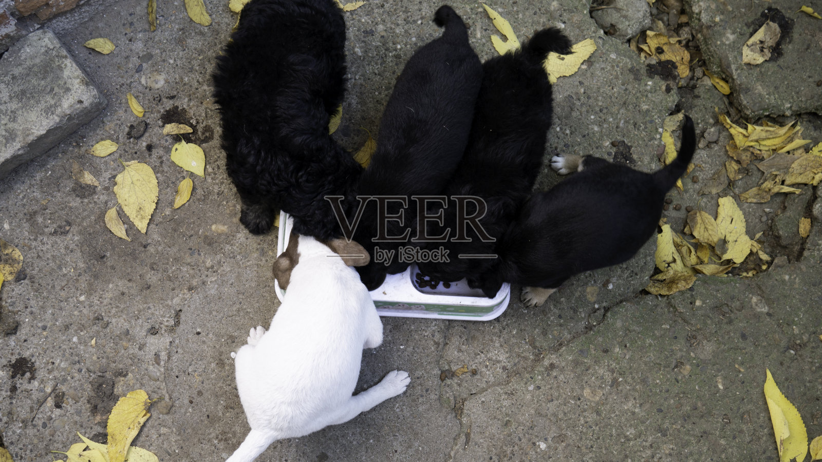 混种小狗一起从塑料碗里吃东西。照片摄影图片