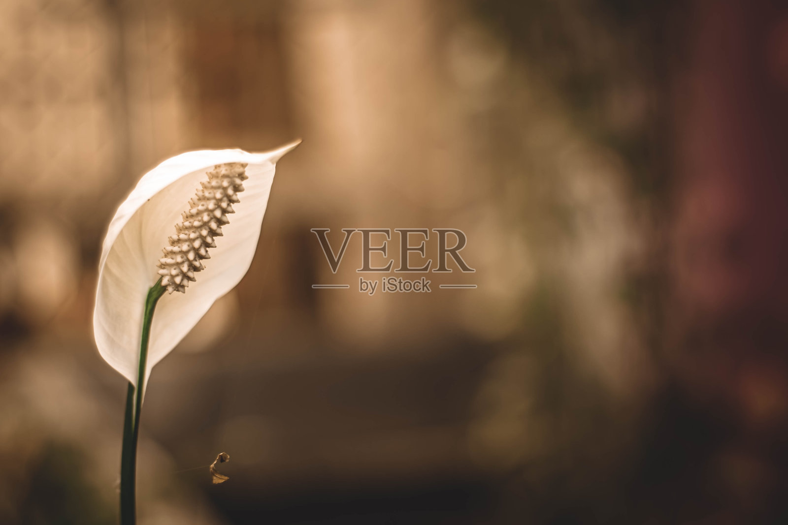 近白的和平百合房花或剑叶花照片摄影图片