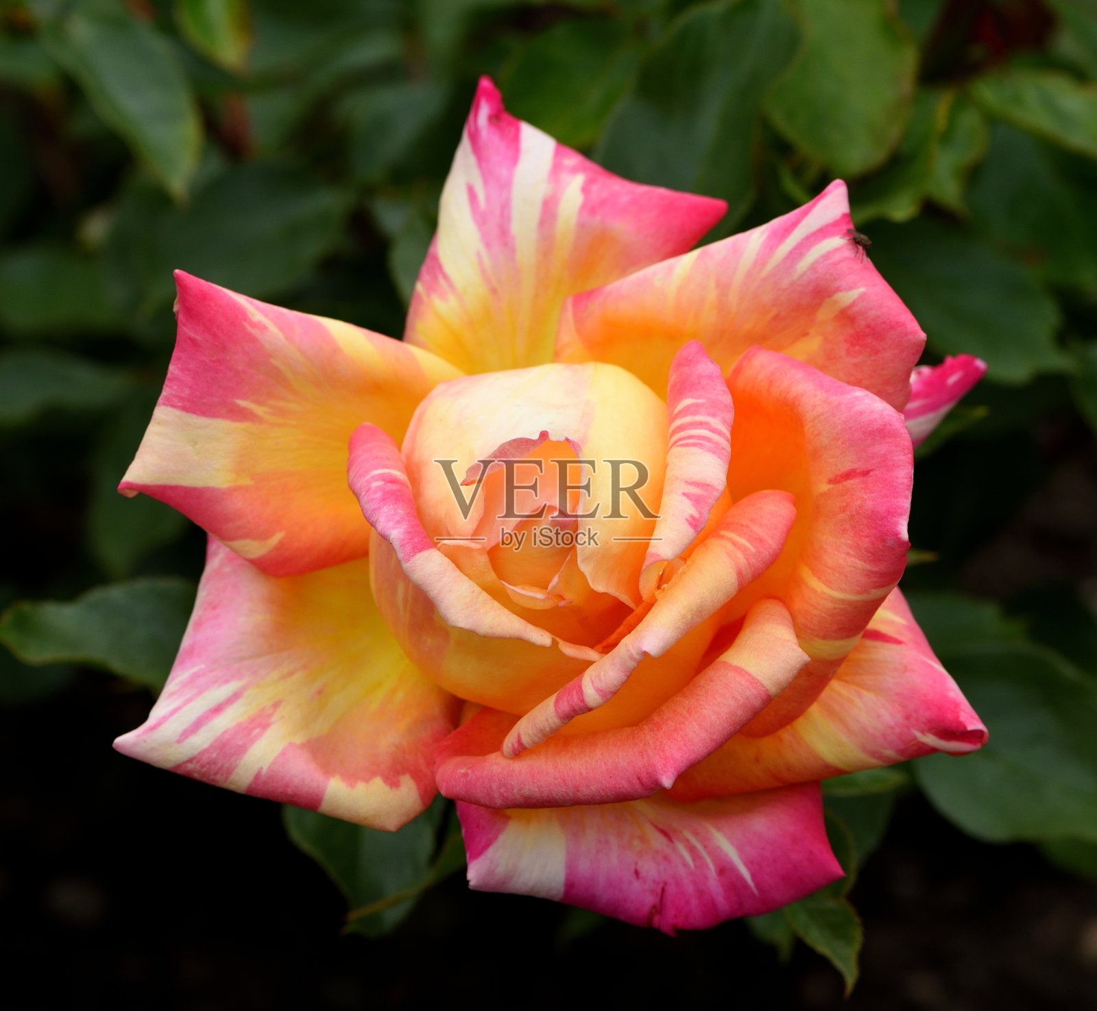 粉红哈利惠特克罗夫特照片摄影图片