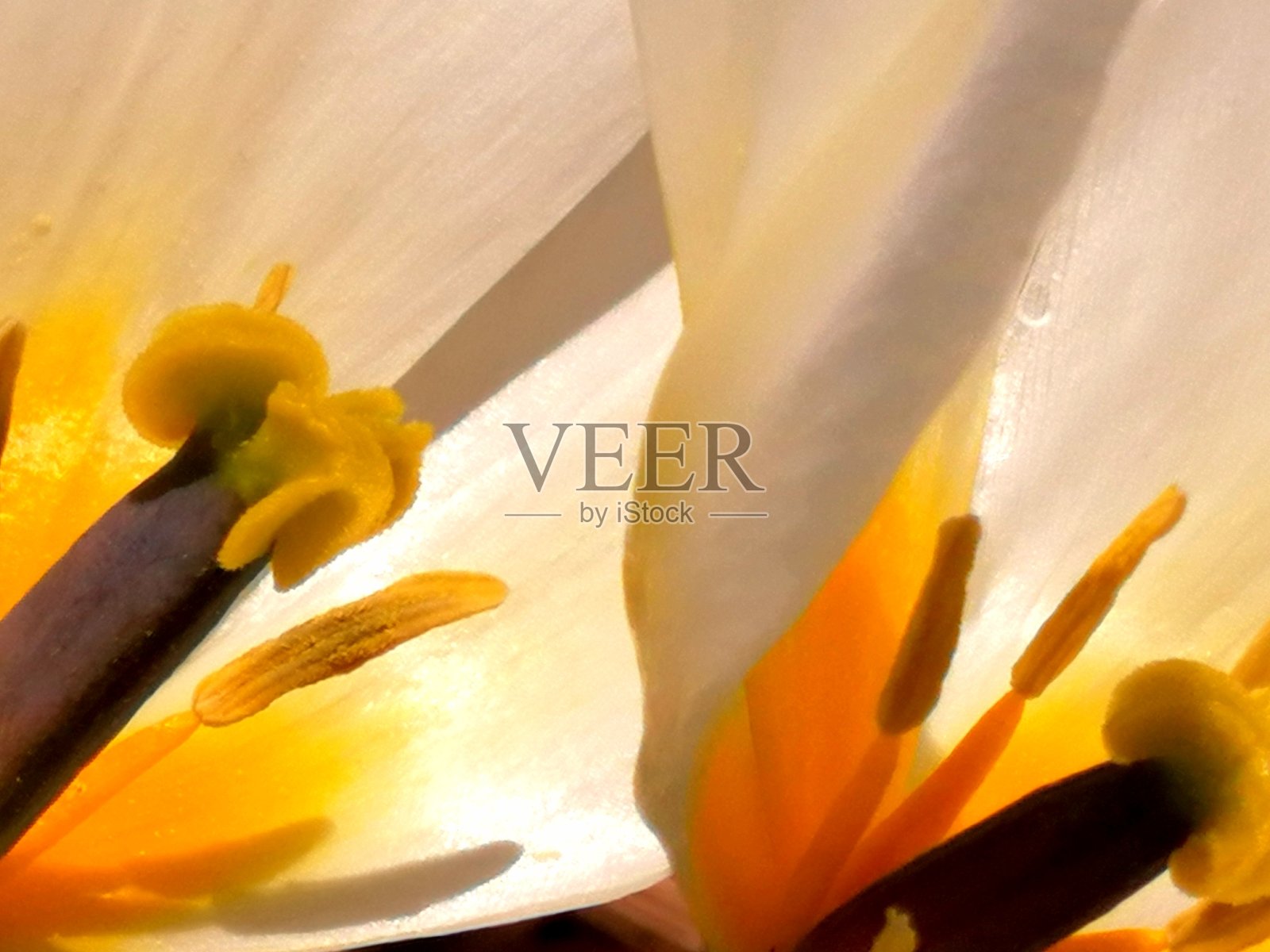 郁金香在早晨的阳光下绽放照片摄影图片