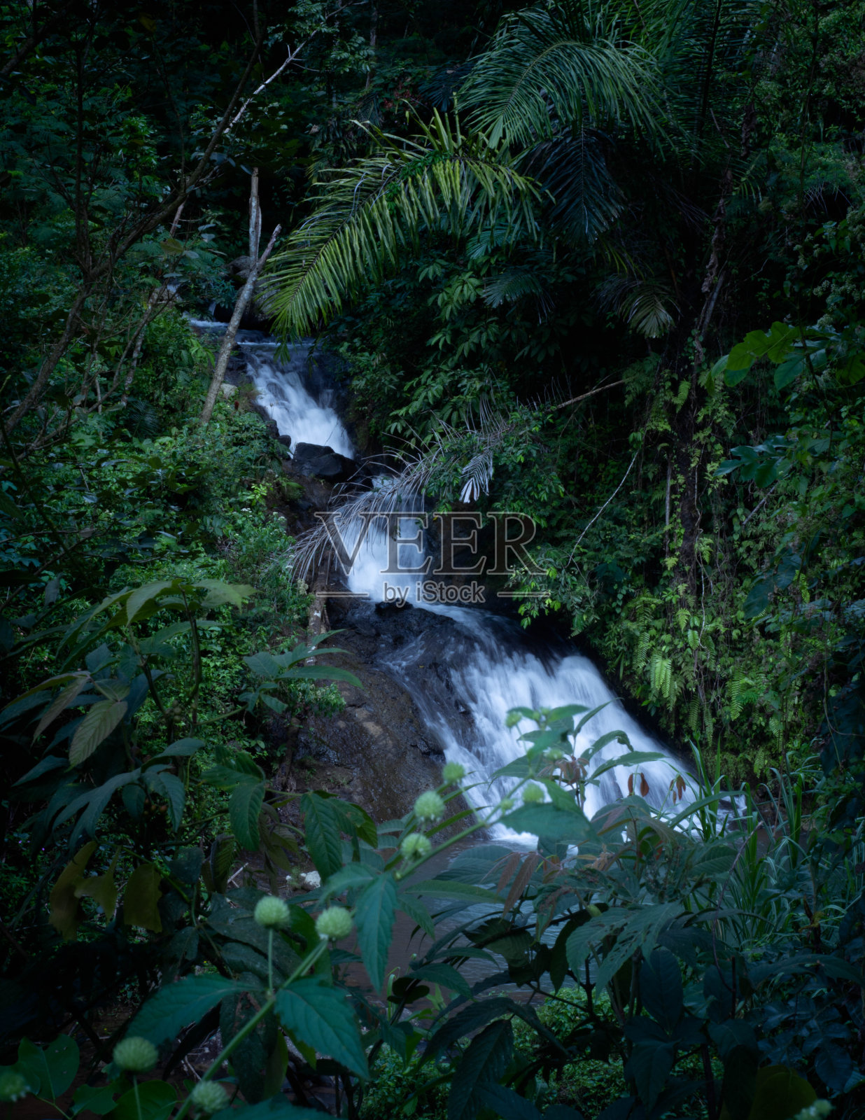 森林河流照片摄影图片