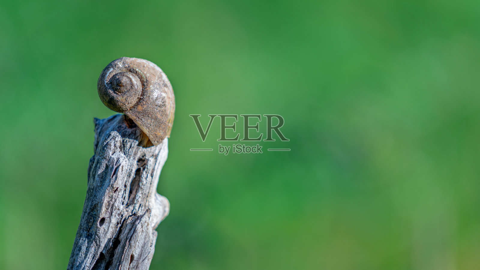 动物的照片照片摄影图片