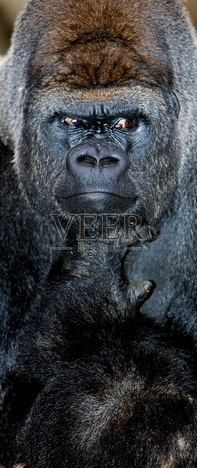 东部低地大猩猩，雄性大猩猩的肖像照片摄影图片