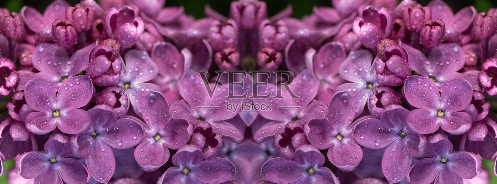 横幅春天开花。照片摄影图片