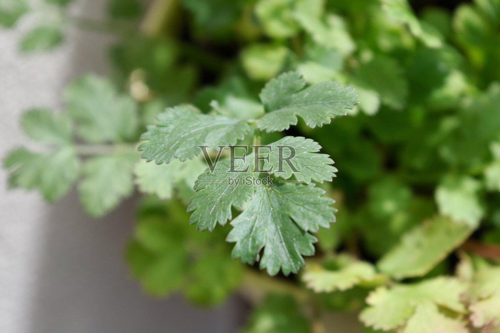 种植香菜香菜照片摄影图片