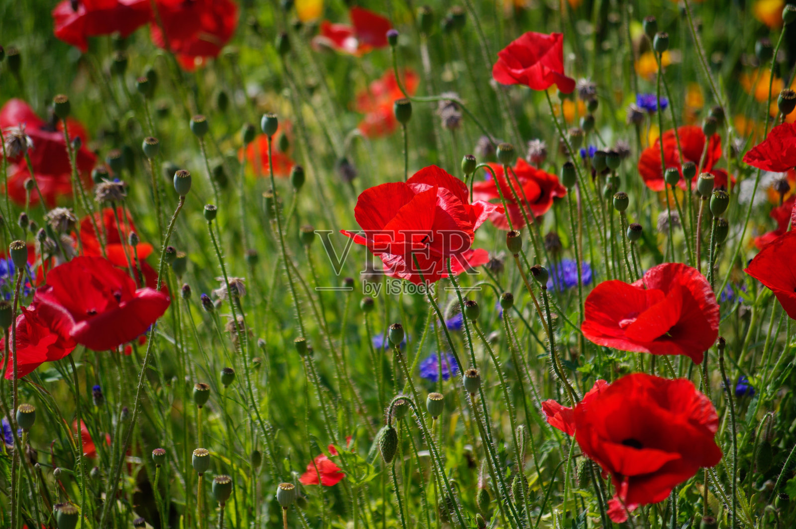 有罂粟花的草地照片摄影图片