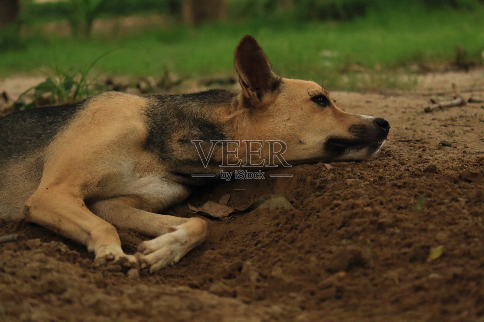 一只狗在地上休息。照片摄影图片