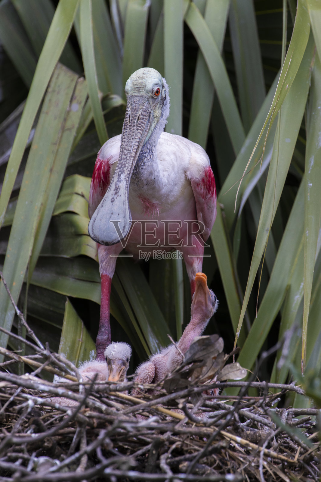琵鹭照片摄影图片