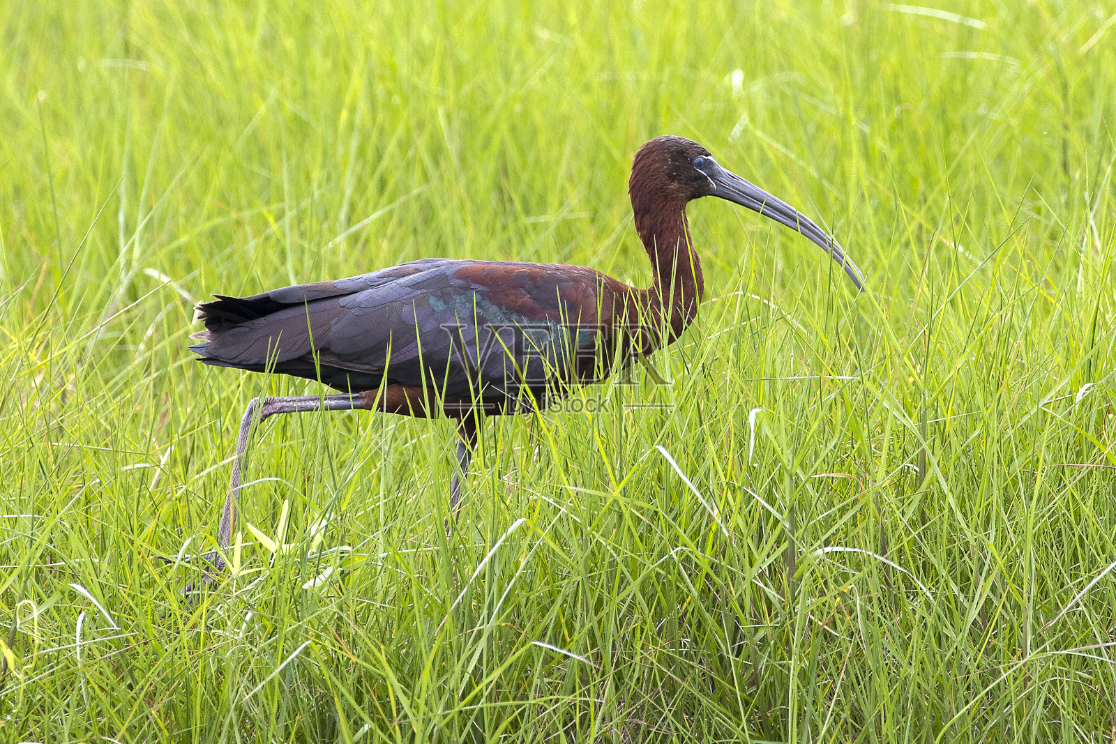光滑的宜必思照片摄影图片