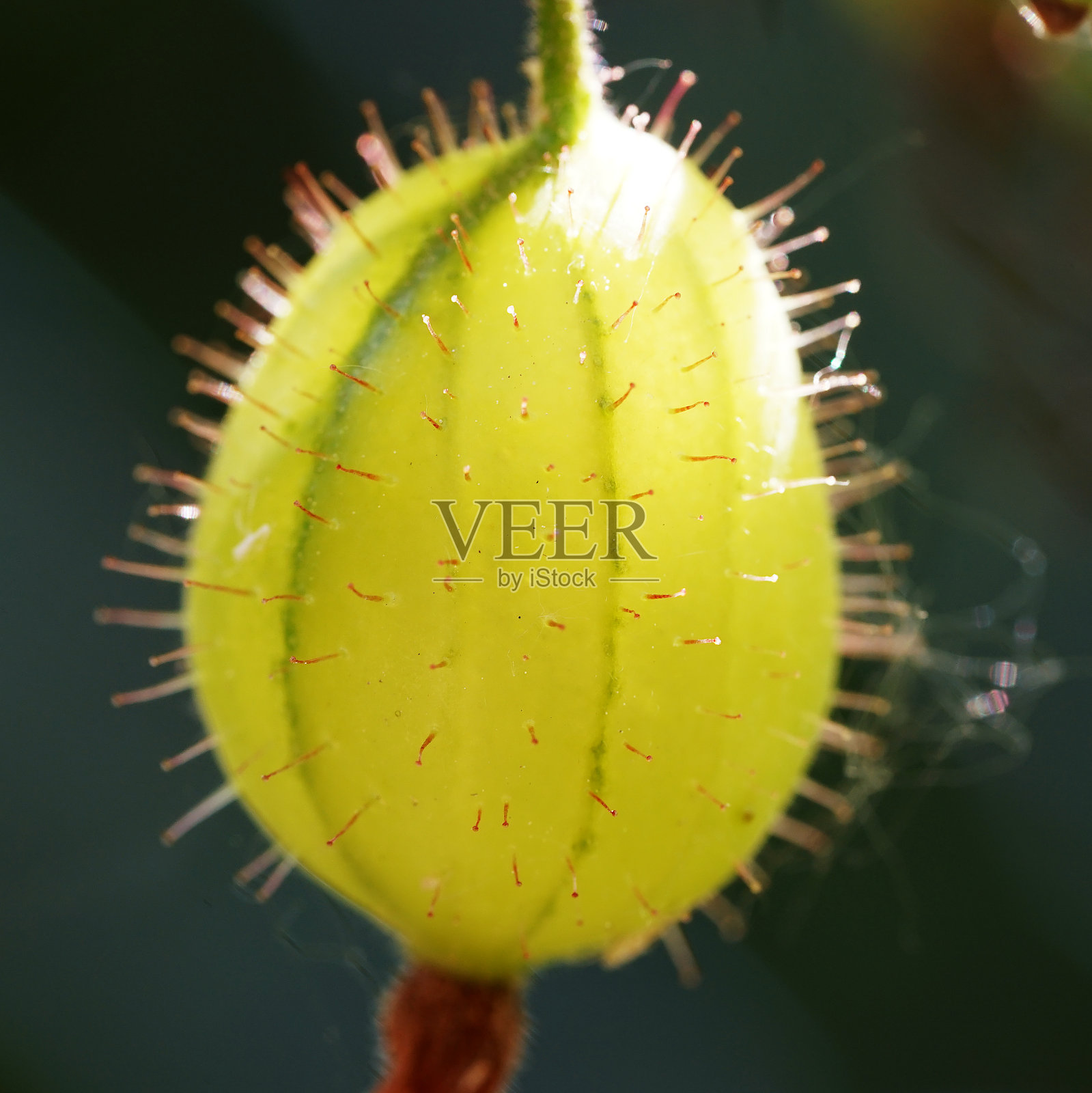 晚春未熟的绿醋栗果实照片摄影图片