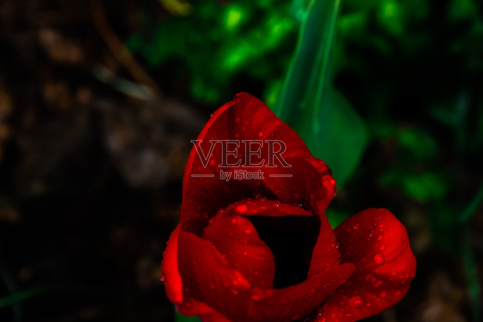 一朵雨后带着红红的小叶玫瑰，拍下大片大气植物照片摄影图片