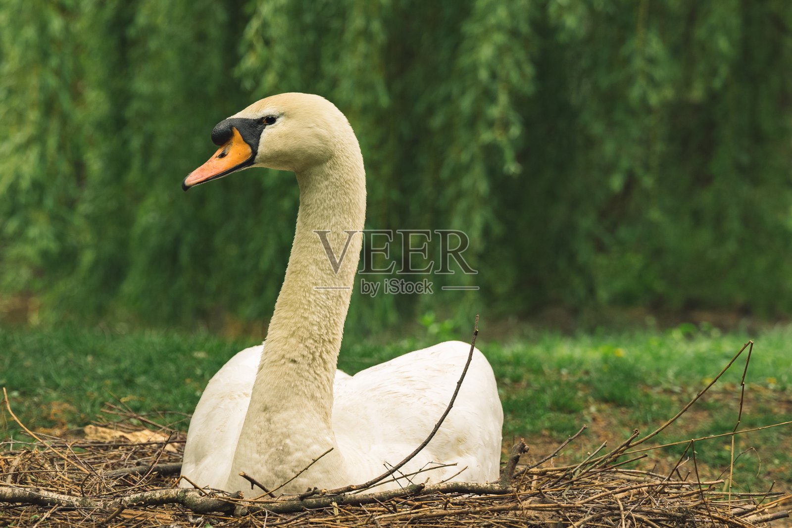 在郁郁葱葱的公园环境风景空间中拍摄白天鹅动物肖像鸟类摄影照片摄影图片